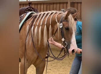 American Quarter Horse, Stute, 3 Jahre, 152 cm, Red Dun