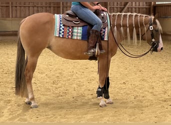 American Quarter Horse, Stute, 3 Jahre, 152 cm, Red Dun