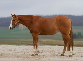 American Quarter Horse, Stute, 3 Jahre, 152 cm, Red Dun