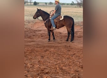 American Quarter Horse, Stute, 3 Jahre, 152 cm, Rotbrauner