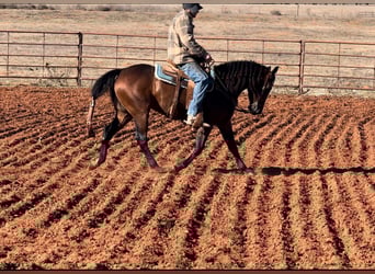 American Quarter Horse, Stute, 3 Jahre, 152 cm, Rotbrauner