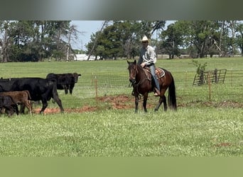 American Quarter Horse, Stute, 3 Jahre, 152 cm, Rotbrauner