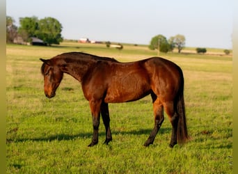 American Quarter Horse, Stute, 3 Jahre, 152 cm, Rotbrauner