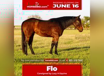 American Quarter Horse, Stute, 3 Jahre, 152 cm, Rotbrauner