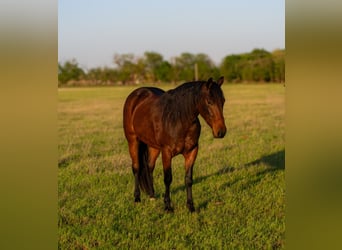 American Quarter Horse, Stute, 3 Jahre, 152 cm, Rotbrauner