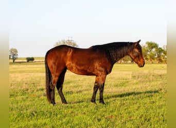 American Quarter Horse, Stute, 3 Jahre, 152 cm, Rotbrauner