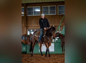 American Quarter Horse, Stute, 3 Jahre, 152 cm, Rotbrauner