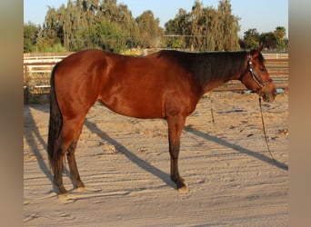 American Quarter Horse, Stute, 3 Jahre, 152 cm, Rotbrauner