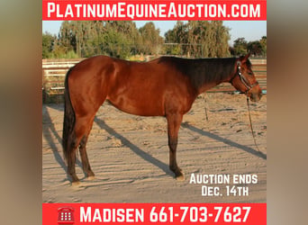 American Quarter Horse, Stute, 3 Jahre, 152 cm, Rotbrauner