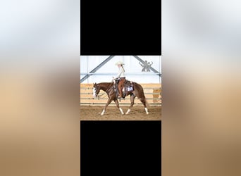 American Quarter Horse, Stute, 3 Jahre, 152 cm, Rotfuchs