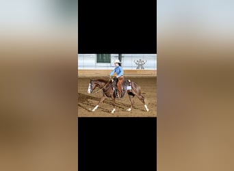 American Quarter Horse, Stute, 3 Jahre, 152 cm, Rotfuchs