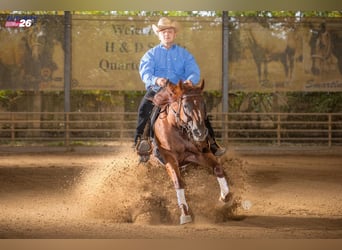 American Quarter Horse, Stute, 3 Jahre, 153 cm, Brauner