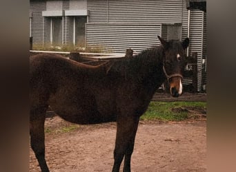 American Quarter Horse, Stute, 3 Jahre, 153 cm, Brauner