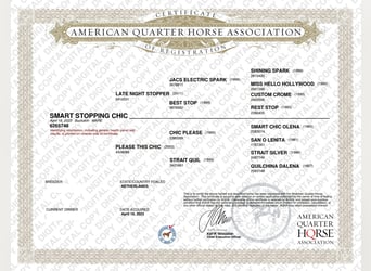 American Quarter Horse, Stute, 3 Jahre, 153 cm, Buckskin
