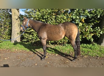 American Quarter Horse, Stute, 3 Jahre, 153 cm, Buckskin