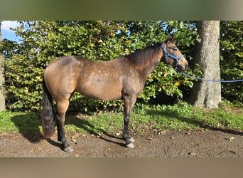 American Quarter Horse, Stute, 3 Jahre, 153 cm, Buckskin