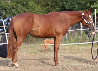American Quarter Horse, Stute, 3 Jahre, 153 cm, Fuchs