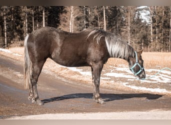 American Quarter Horse, Stute, 3 Jahre, 155 cm, Rappe