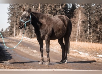American Quarter Horse, Stute, 3 Jahre, 155 cm, Rappe