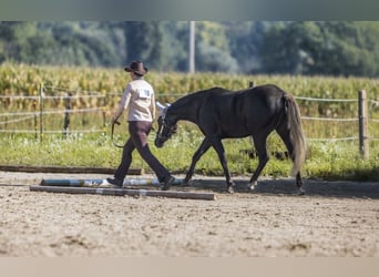 American Quarter Horse, Stute, 3 Jahre, 155 cm, Rappe