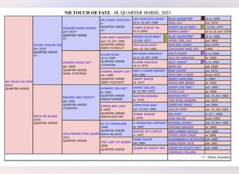 American Quarter Horse, Stute, 3 Jahre, 155 cm, Rappe