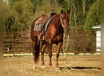 American Quarter Horse, Stute, 3 Jahre, 155 cm, Rotfuchs