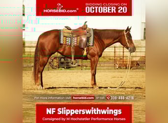 American Quarter Horse, Stute, 3 Jahre, 155 cm, Rotfuchs