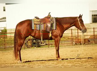 American Quarter Horse, Stute, 3 Jahre, 155 cm, Rotfuchs