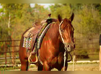 American Quarter Horse, Stute, 3 Jahre, 155 cm, Rotfuchs