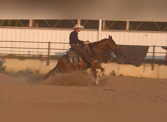 American Quarter Horse, Stute, 3 Jahre, 155 cm, Rotfuchs
