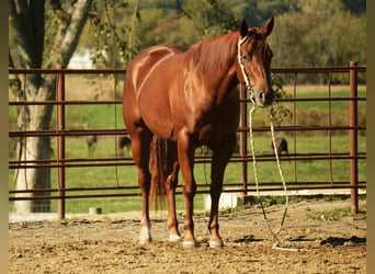 American Quarter Horse, Stute, 3 Jahre, 155 cm, Rotfuchs