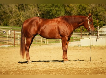 American Quarter Horse, Stute, 3 Jahre, 155 cm, Rotfuchs