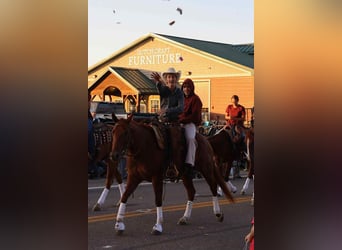 American Quarter Horse, Stute, 3 Jahre, 155 cm, Rotfuchs