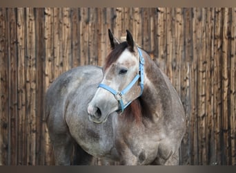 American Quarter Horse, Stute, 3 Jahre, 155 cm, Schimmel