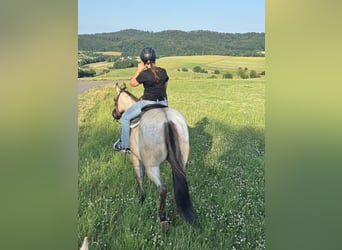 American Quarter Horse, Stute, 3 Jahre, 156 cm, Grullo