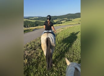 American Quarter Horse, Stute, 3 Jahre, 156 cm, Grullo