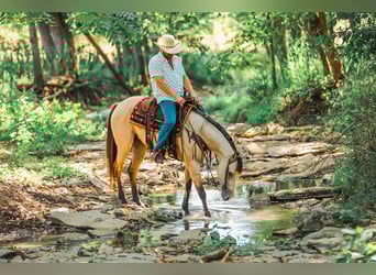 American Quarter Horse, Stute, 3 Jahre, 157 cm, Buckskin