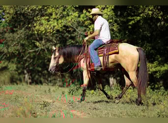 American Quarter Horse, Stute, 3 Jahre, 157 cm, Buckskin
