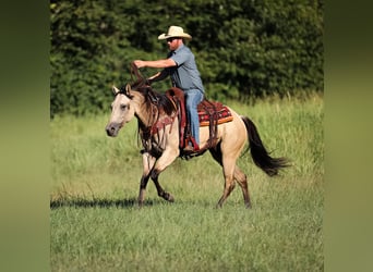 American Quarter Horse, Stute, 3 Jahre, 157 cm, Buckskin