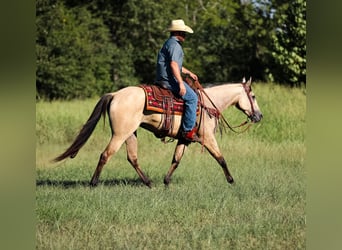 American Quarter Horse, Stute, 3 Jahre, 157 cm, Buckskin