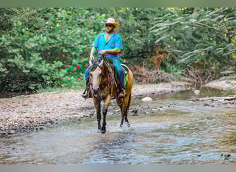American Quarter Horse, Stute, 3 Jahre, 157 cm, Buckskin