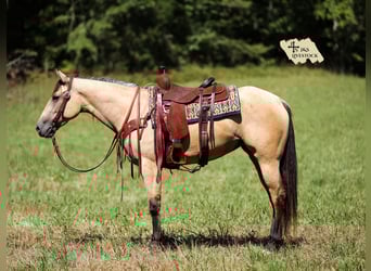 American Quarter Horse, Stute, 3 Jahre, 157 cm, Buckskin