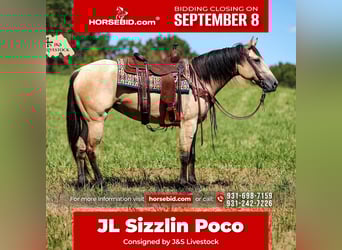 American Quarter Horse, Stute, 3 Jahre, 157 cm, Buckskin