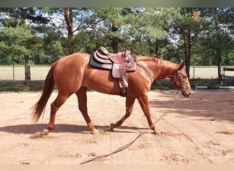 American Quarter Horse, Stute, 3 Jahre, 157 cm, Fuchs
