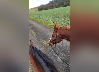 American Quarter Horse, Stute, 3 Jahre, 158 cm, Fuchs