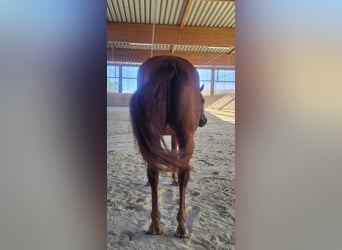 American Quarter Horse, Stute, 3 Jahre, 158 cm, Fuchs