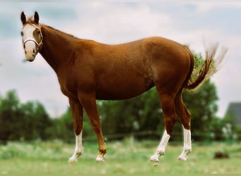 American Quarter Horse, Stute, 3 Jahre, 160 cm, Fuchs