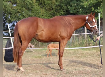 American Quarter Horse, Stute, 3 Jahre, 160 cm, Fuchs
