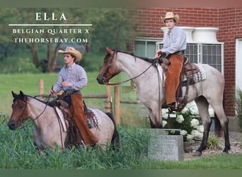 American Quarter Horse, Stute, 3 Jahre, 160 cm, Roan-Bay