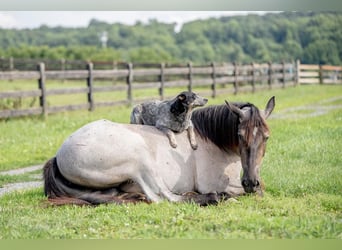 American Quarter Horse Mix, Stute, 3 Jahre, 160 cm, Roan-Blue